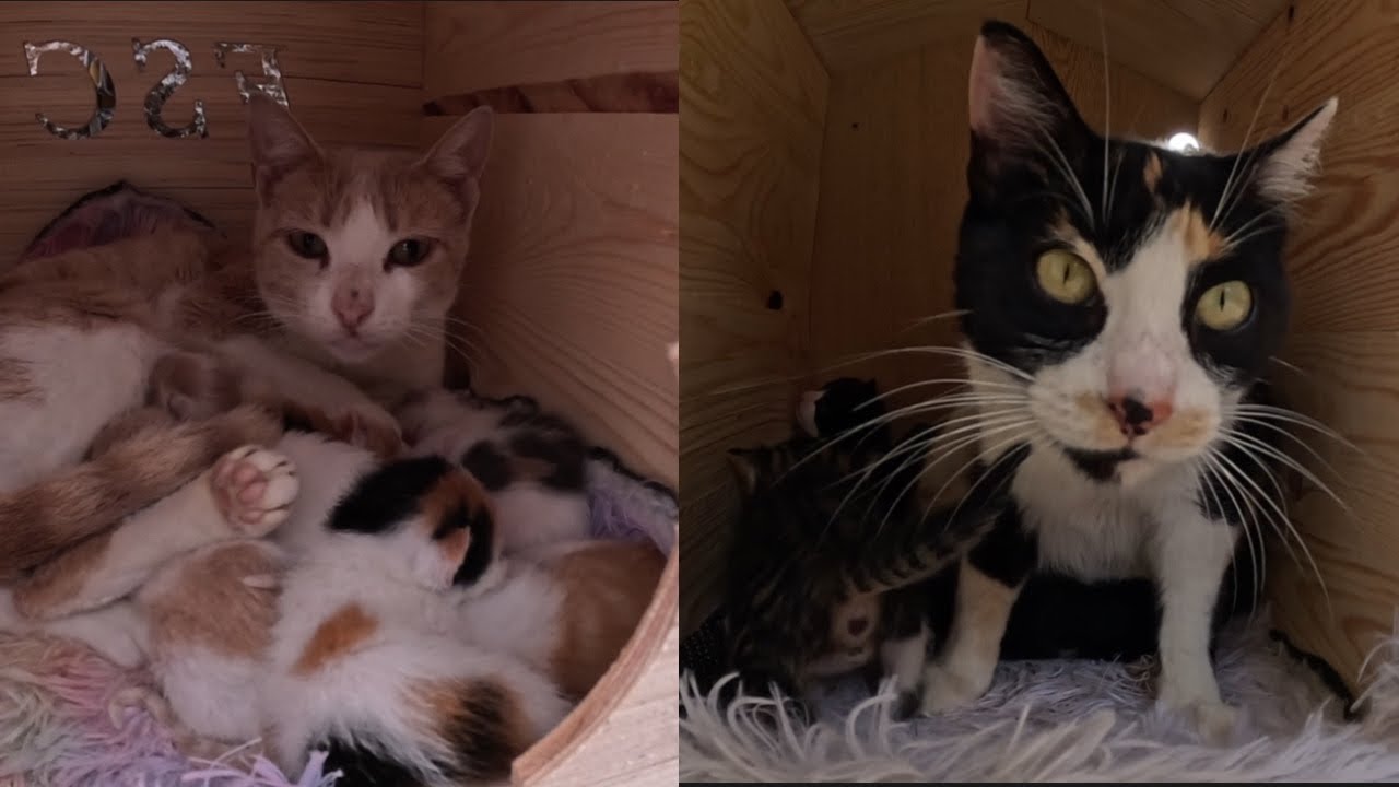 A full day to inspect all the newly born kittens.