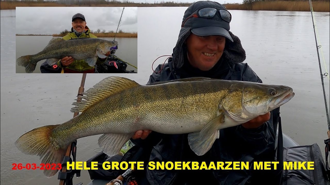 26 03 2023 HELE GROTE SNOEKBAARZEN OP DE VLIEGENHENGEL BIG ZANDER ON THE FLYROD