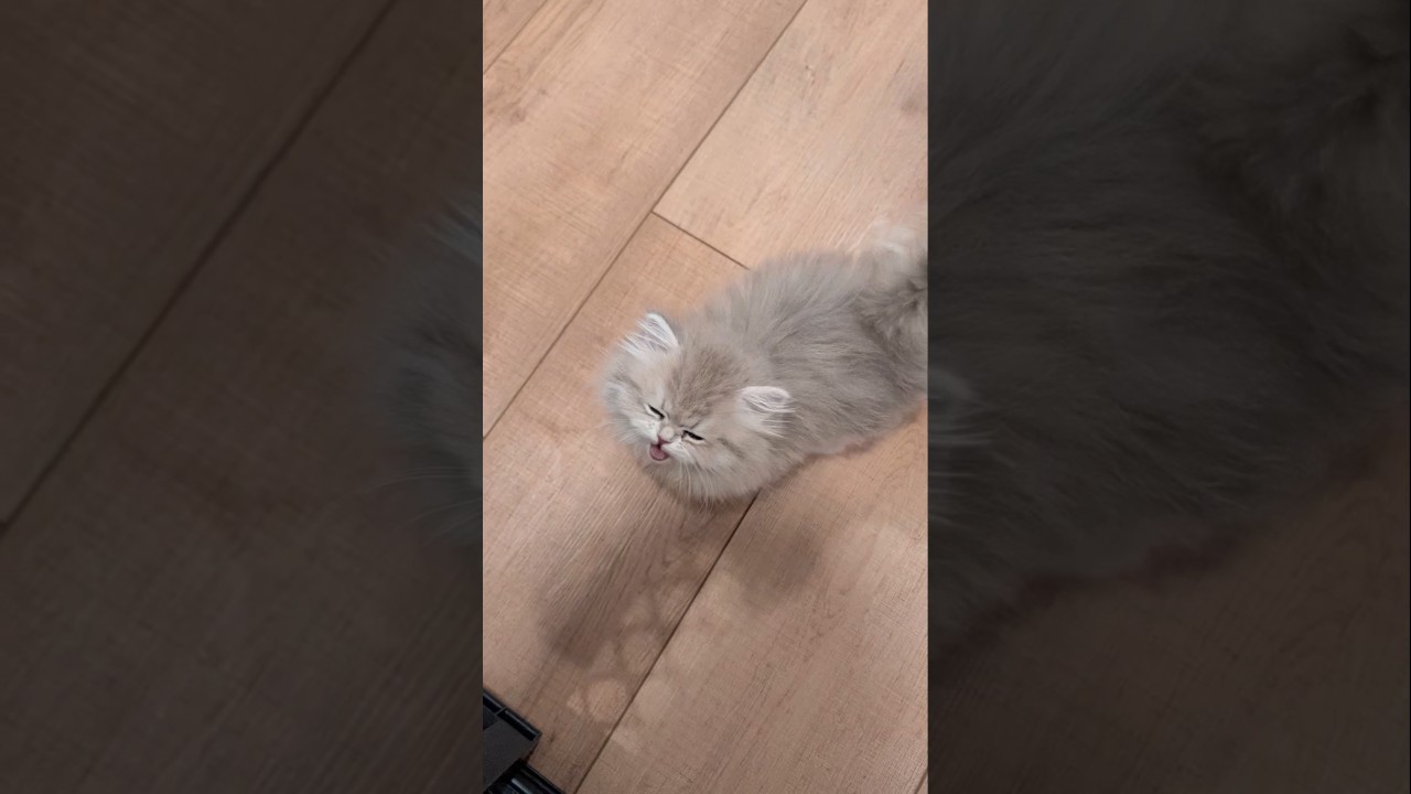 Watch my cats slowly become friends 😭