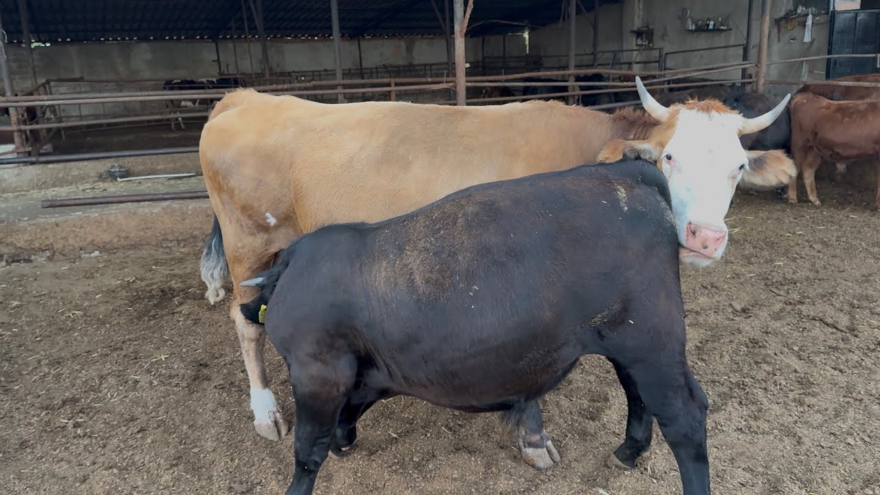 3 TON SÜT İÇTİ 💪💪💪