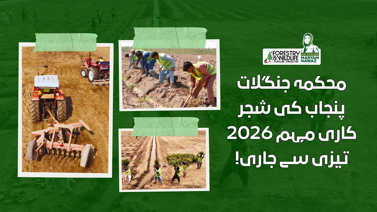 Spring 2026 Tree Plantation Drive by Punjab Forest Department in Full Action!