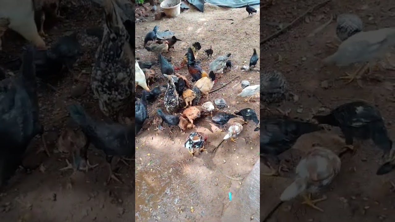 ##pure organic farming hen##