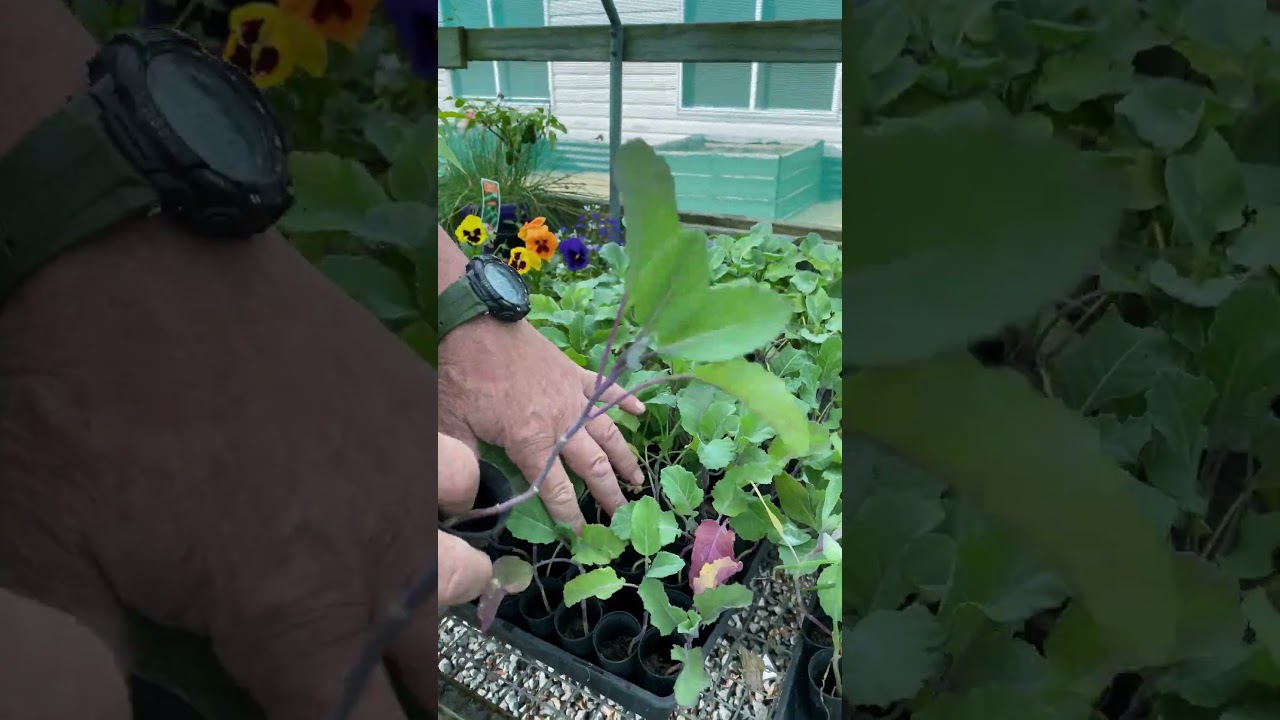 Staggered Planting Method For Multiple Harvests  #gardening #growingvegetables #growsomefood