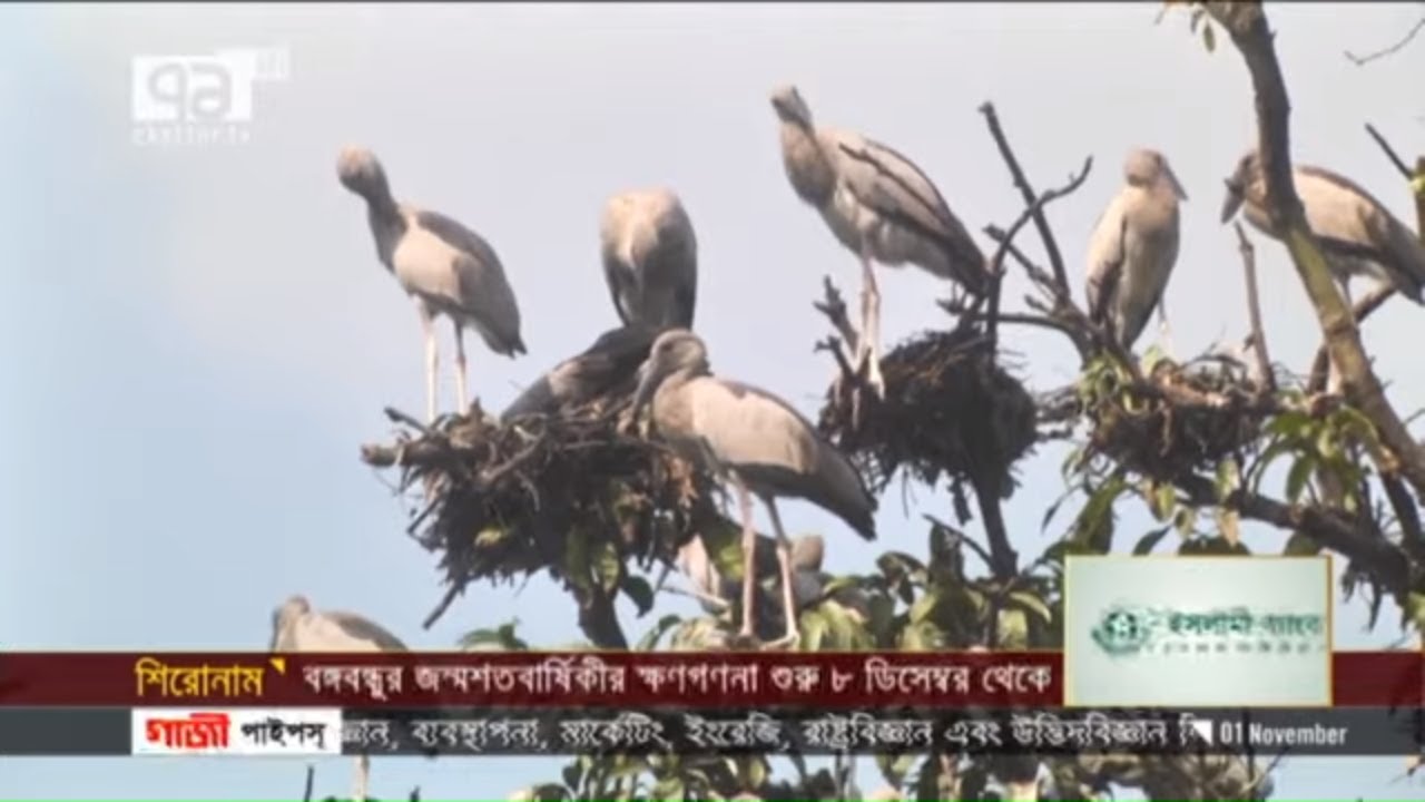 পাখির বাসা রক্ষায় দাঁড়িয়ে থাকলো র‌্যাব সদস্যরা | রাশিদুল হক রুশো | News | Ekattor TV