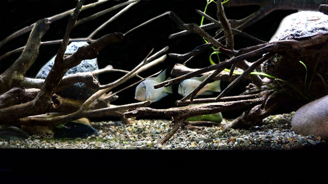 A WILD Looking Fish Tank for Some COOL Fish: 33 Gallon Long Guianacara stergiosi Rescape