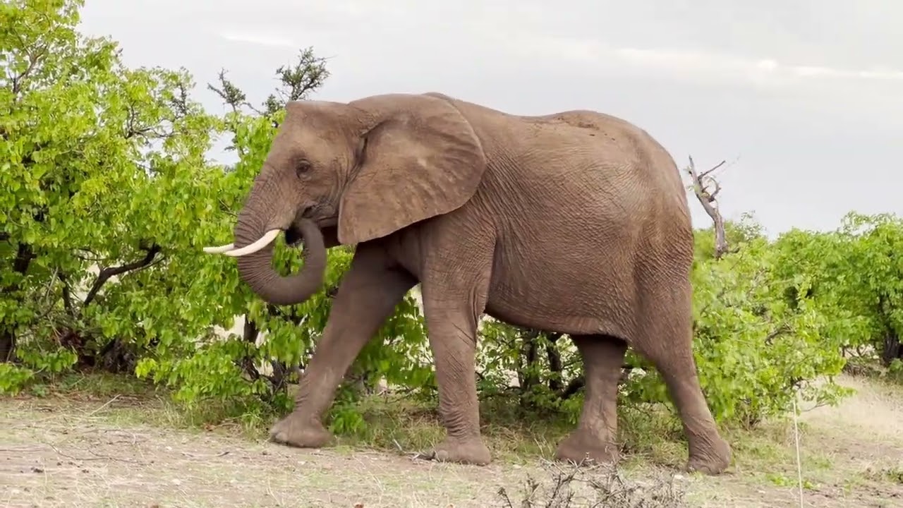 Elephants at Mashatu Game Reserve in Botswana