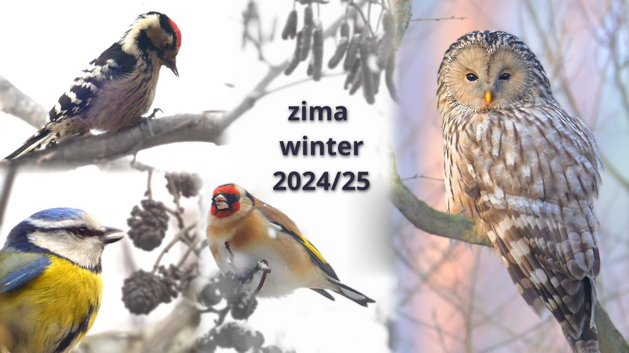 zima w Puszczy Niepołomickiej 2024/25