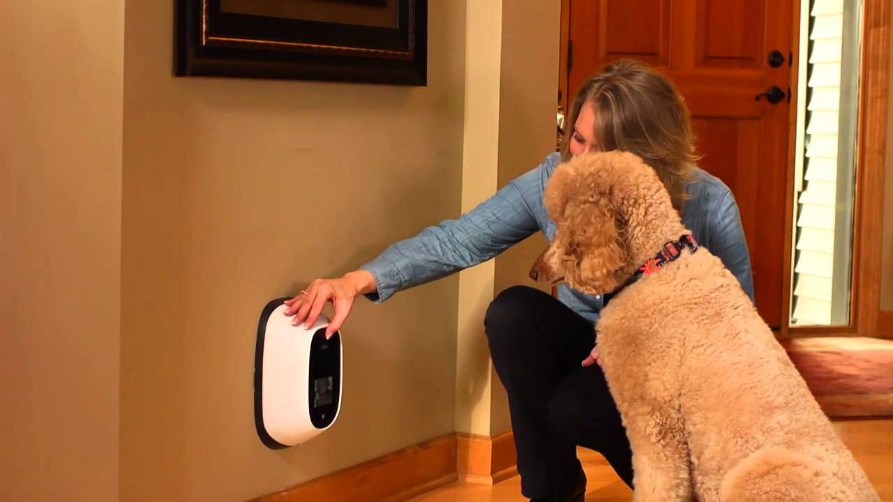PetChatz®: How to Train Your Pet for PetChatz