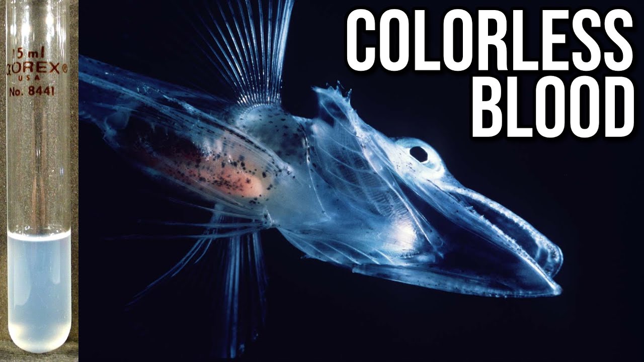 What Exactly Is: Crocodile Icefish | The White-Blooded Fish