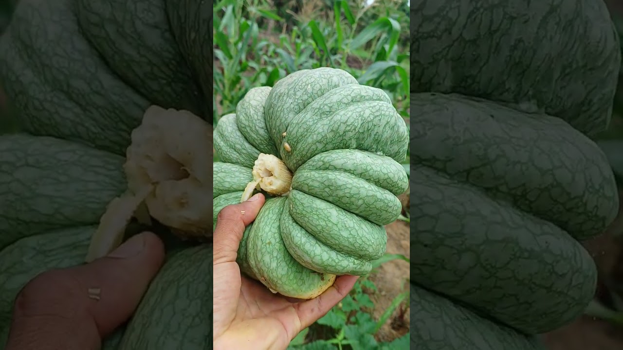 Nossos primeiros frutos