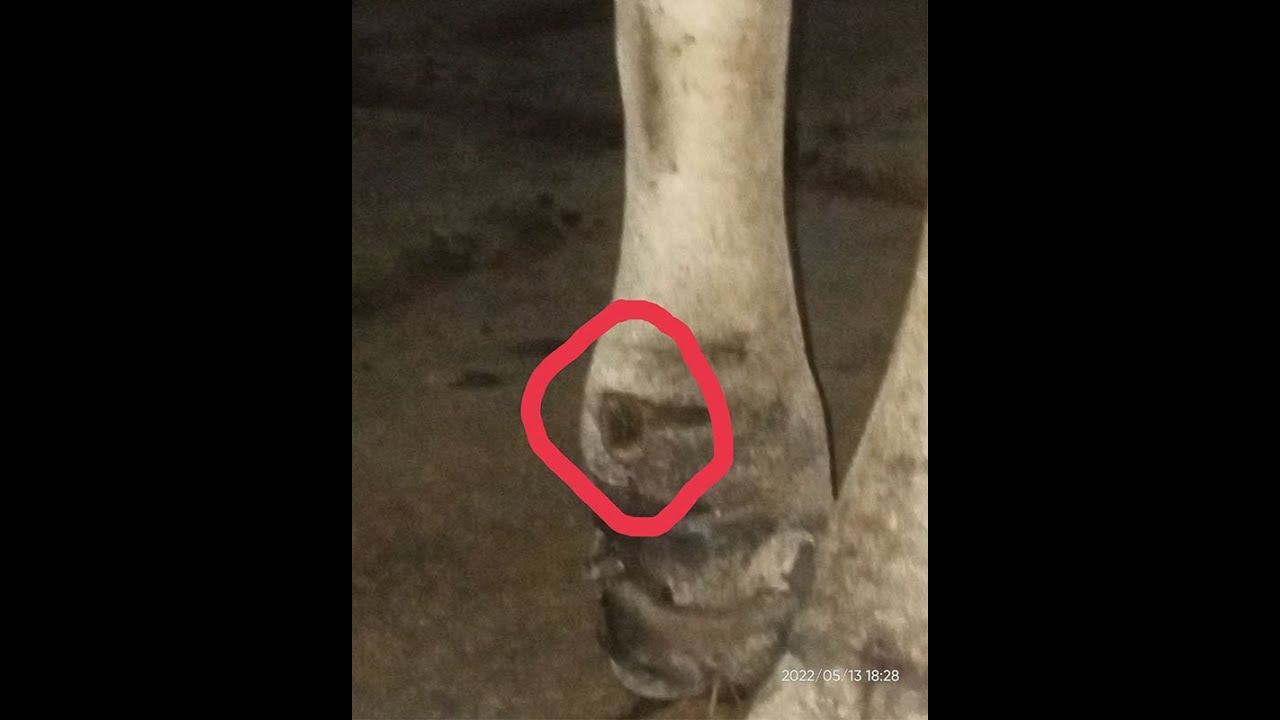 GT-PS #171 Apa Obat Sapi Kuku Terkikis, Kaki Bengkak, Luka? How to Treat Swelled Foot, Cattle ?