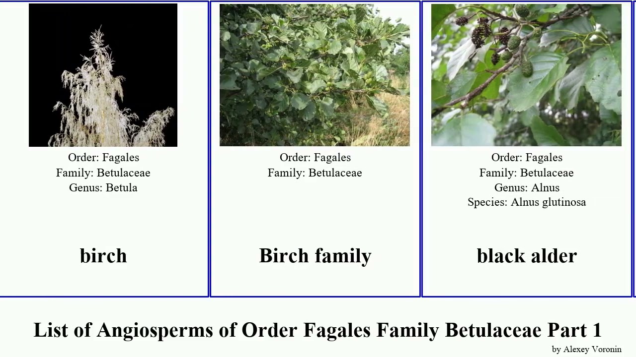 List of Angiosperms of Order Fagales Family Betulaceae Part 1 alnus birch carpinus alder hazel bog