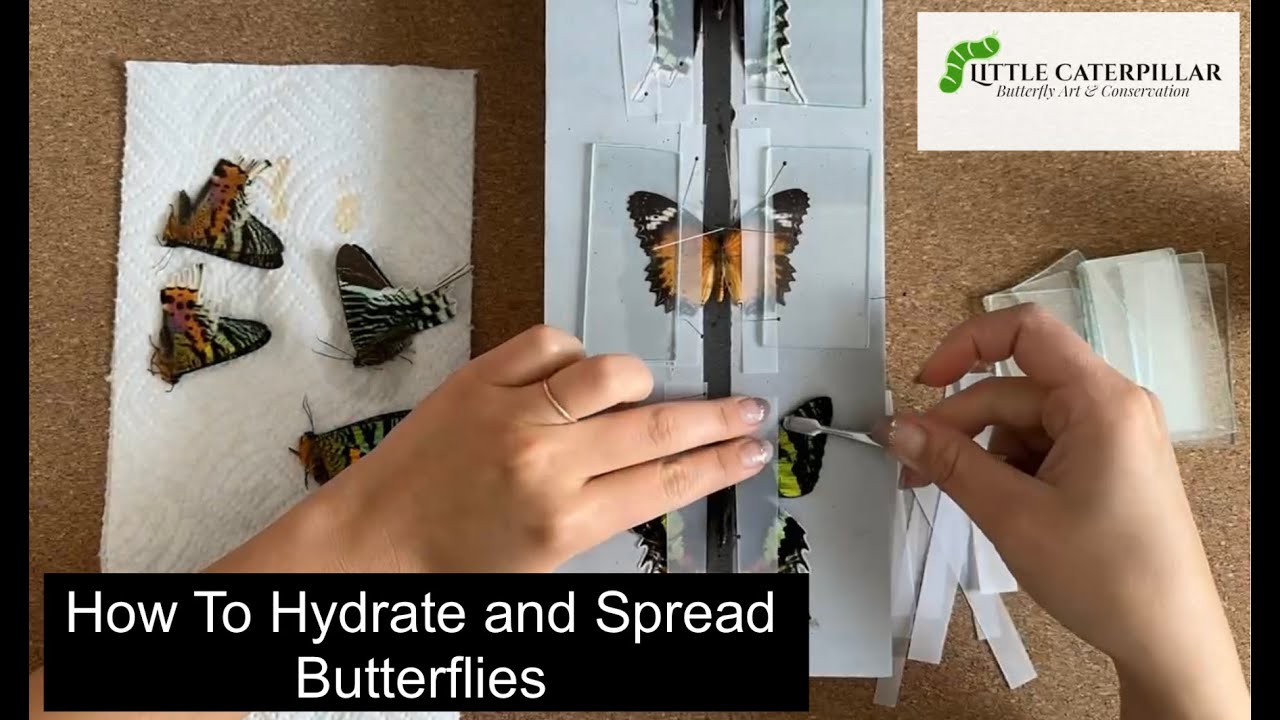 How To Hydrate and Spread Butterflies