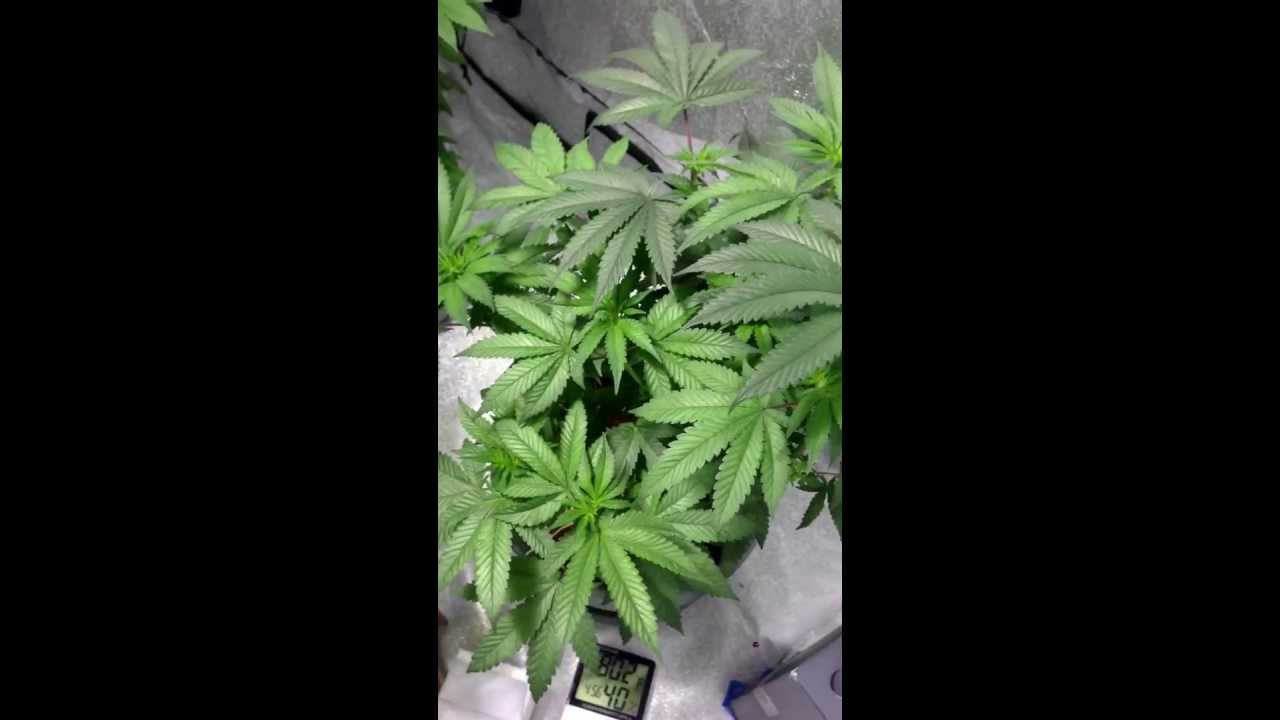 Legal grow. Shout out to #farmerjohnfourtwenty for saving the day via email. More vids coming soon.