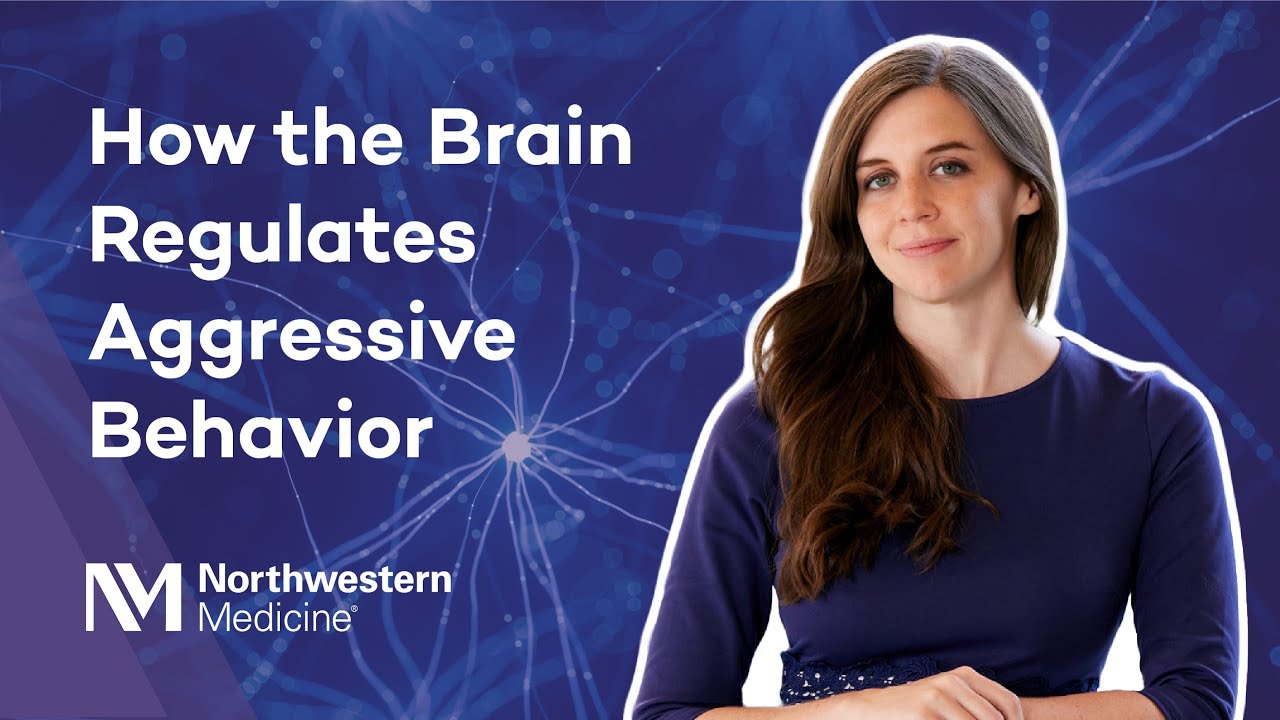 How the Brain Regulates Aggressive Behavior