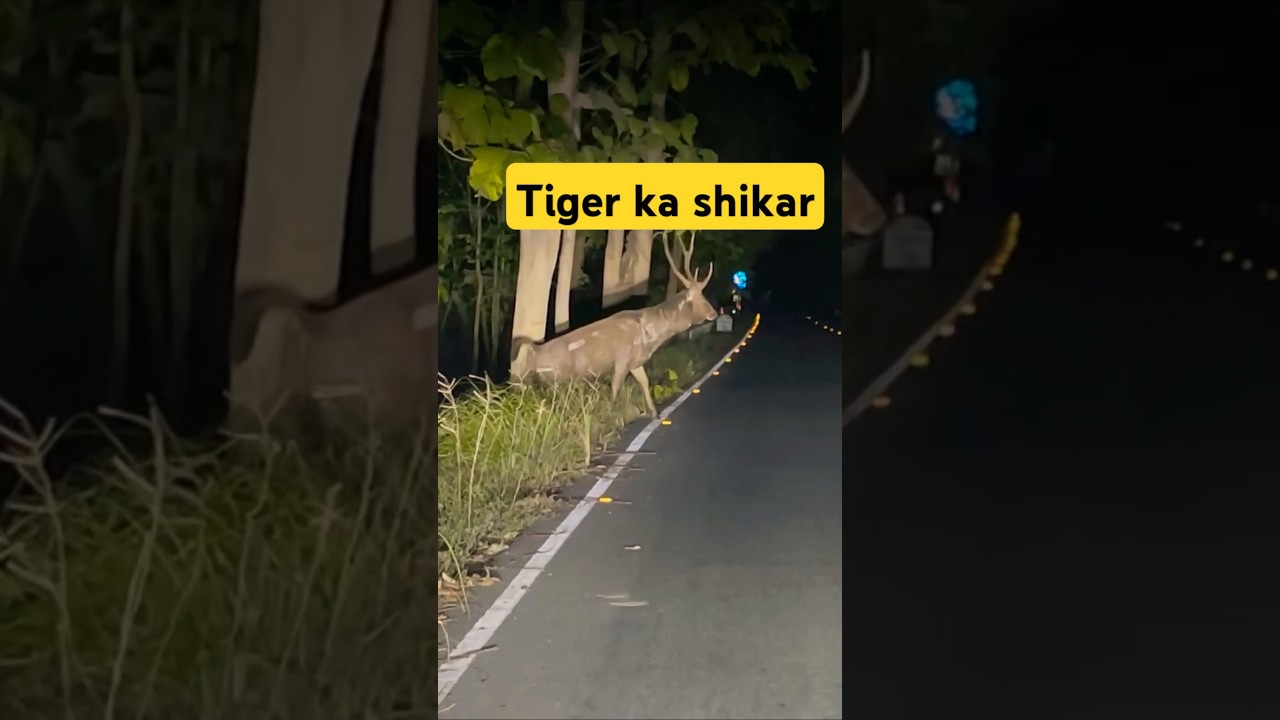 Атака тигра самбхар @Travelwithnaved83 #youtubeshorts #shortsviral #shortsfeed #shorts #jimcorbett