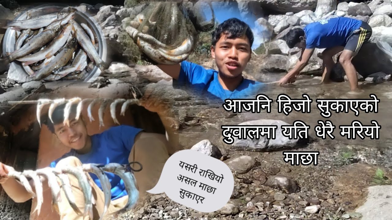 ठुला ठुला माछा रैछन्।। माछा सुकाएर यसरी राखियो ।। हिजो सुकाएको दुवोली मा अँझै यती धेरै माछा रैछन्।। 