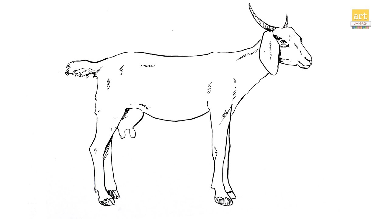 How to draw A Goat II Goat drawing step by step II part 01 II #artjanag