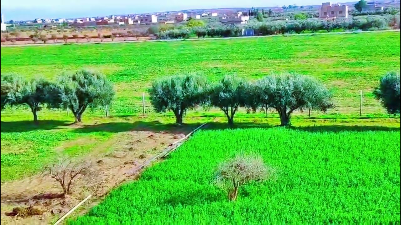 نشارككم جمالًا من الطبيعة