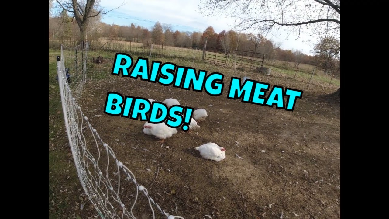 Meat Birds/Cows & Good Friends Simply Jan Homestead