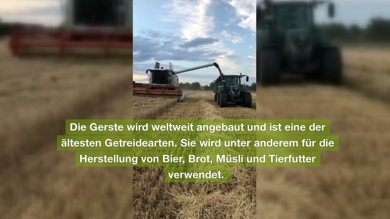 Wissenswertes &uuml;ber die Gerste
