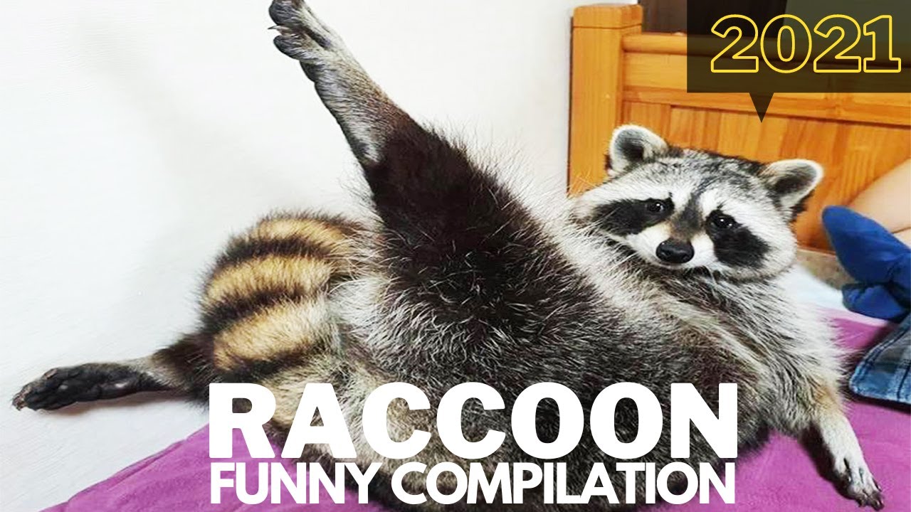 Raccoon funny compilation video 2021 |-Try not to laugh #10