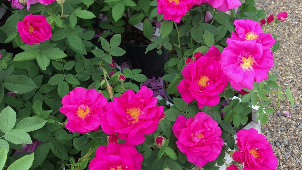 Day out at Peter Beales Roses 26/6/21 (Part 2)