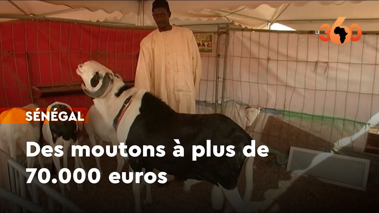 S&eacute;n&eacute;gal. La race Laadoum, ces moutons &agrave; plus de 70.000 euros