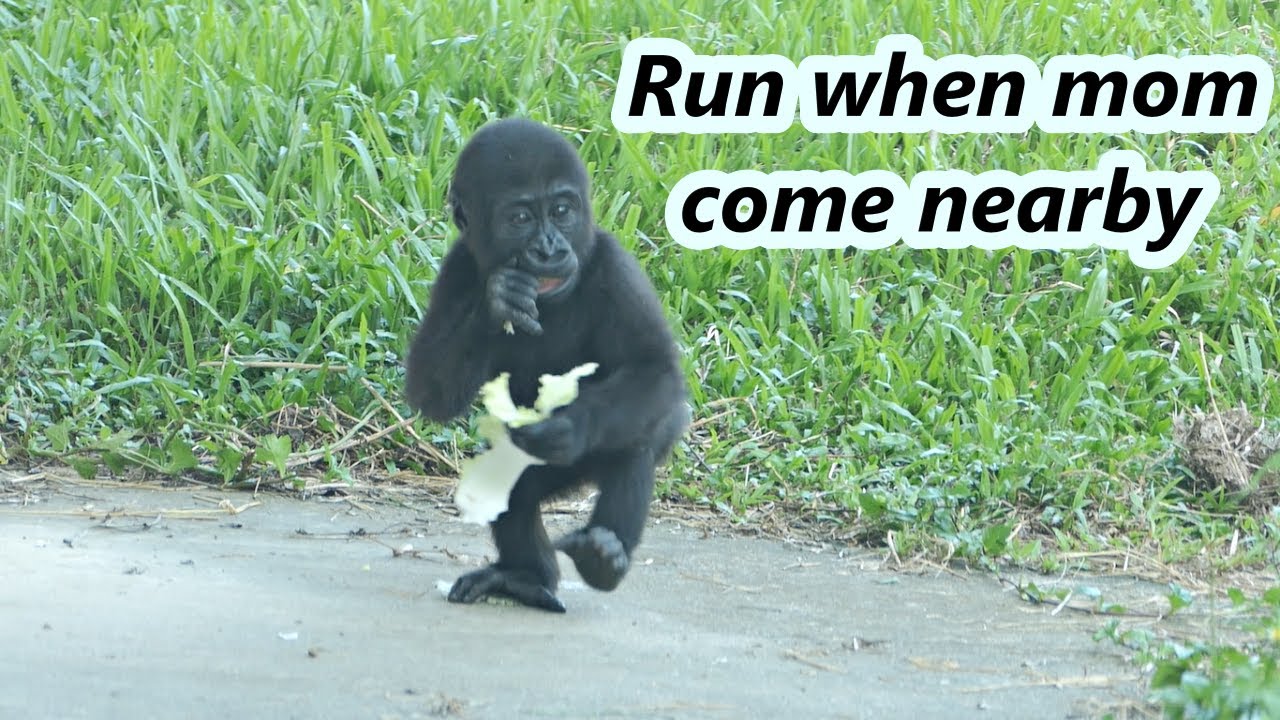 Little gorilla Ringo ran fast to avoid taking veggie by mom. / 小金剛猩猩Ringo跑很快, 以免被媽媽拿走手上大白菜😂