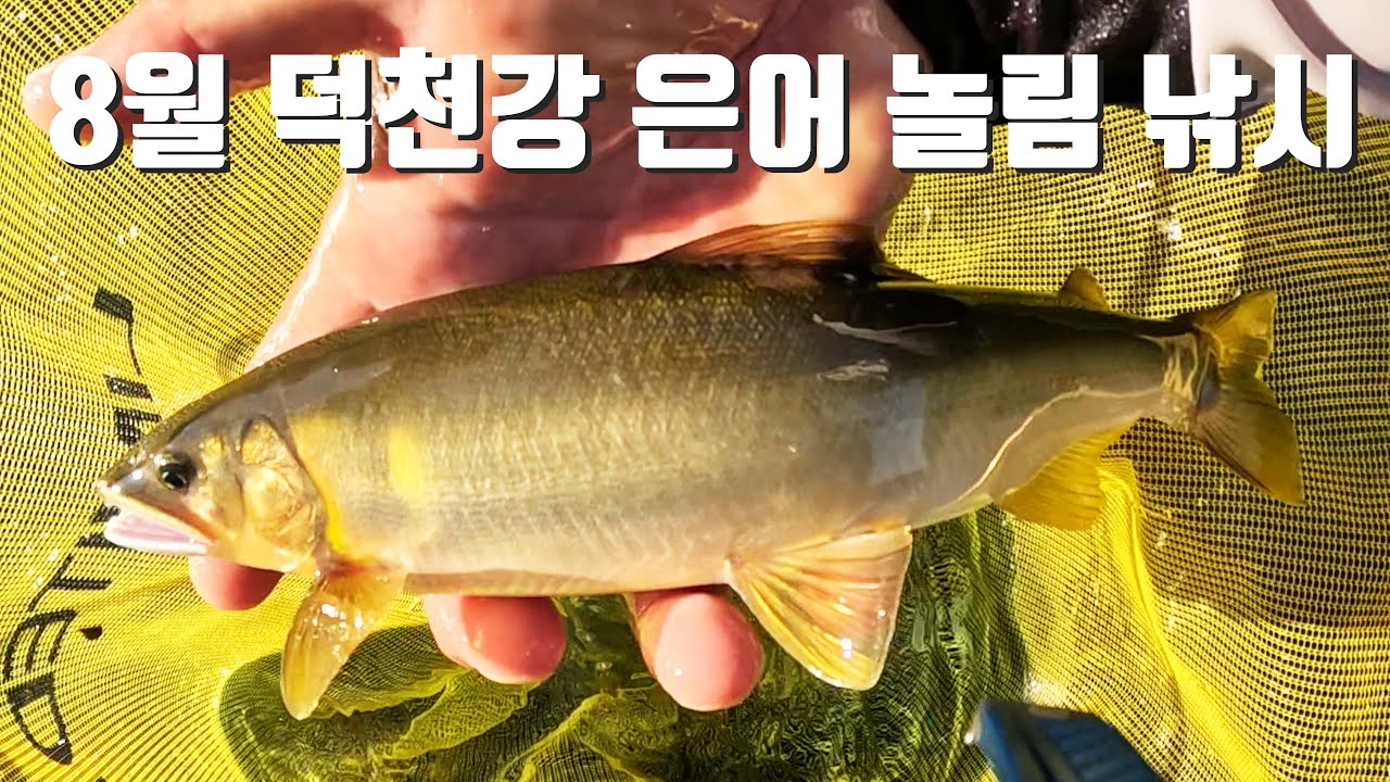 8월 덕천강 은어놀림낚시 - 고수온의 포인트 선택과 은어의 유영