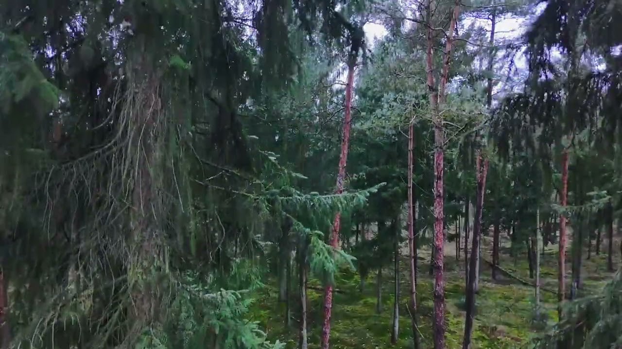 Deep Forest Meditation: Arnhem & Oosterbeek