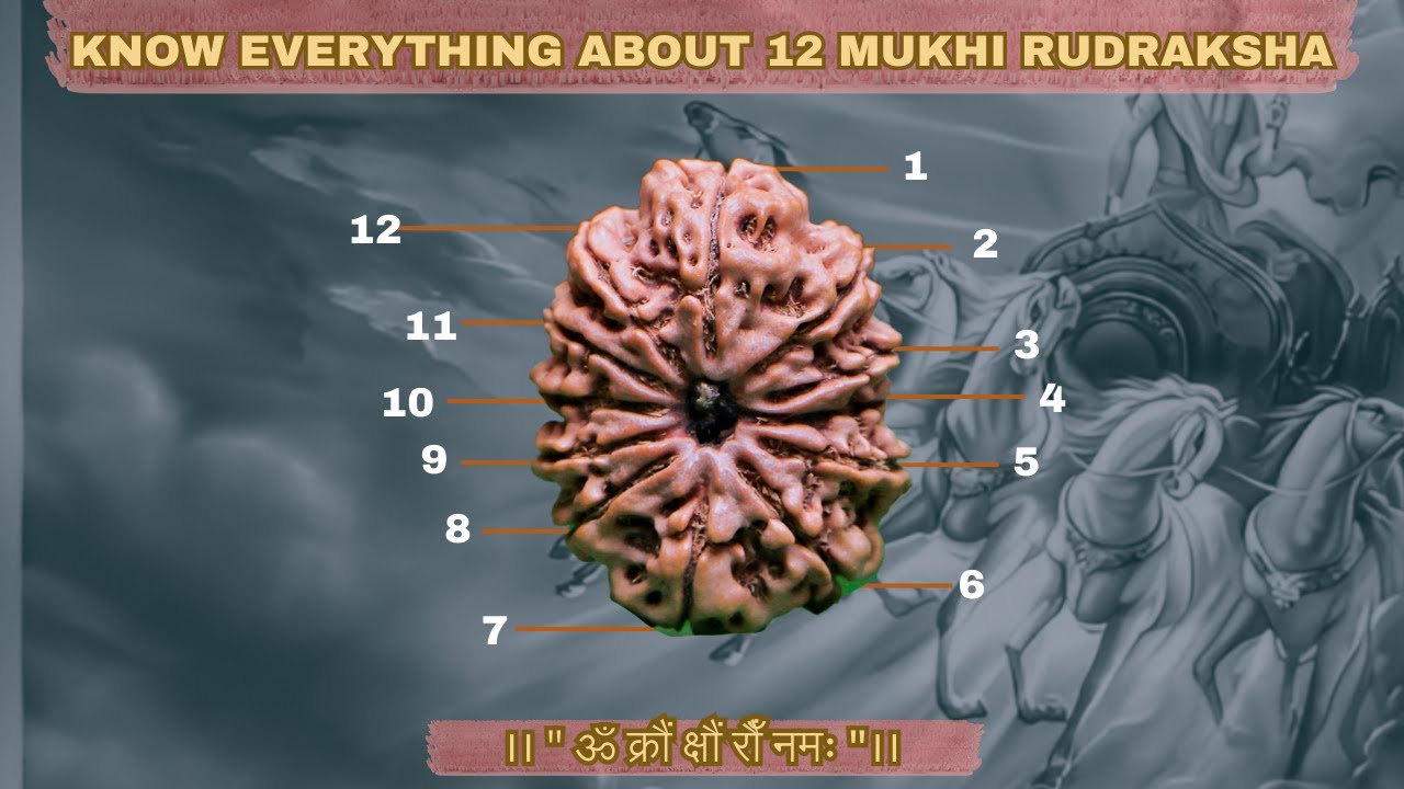 KNOW EVERYTHING ABOUT 12 MUKHI RUDRAKSHA || BENEFITS, MANTRAS AND USES || RUDRADHYAY