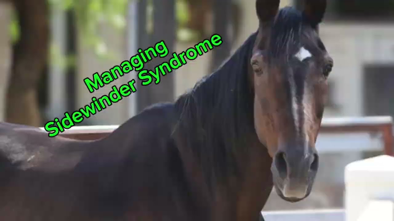 Complications from Sidewinder Syndrome a neurological disease in horses. Problems in older horses