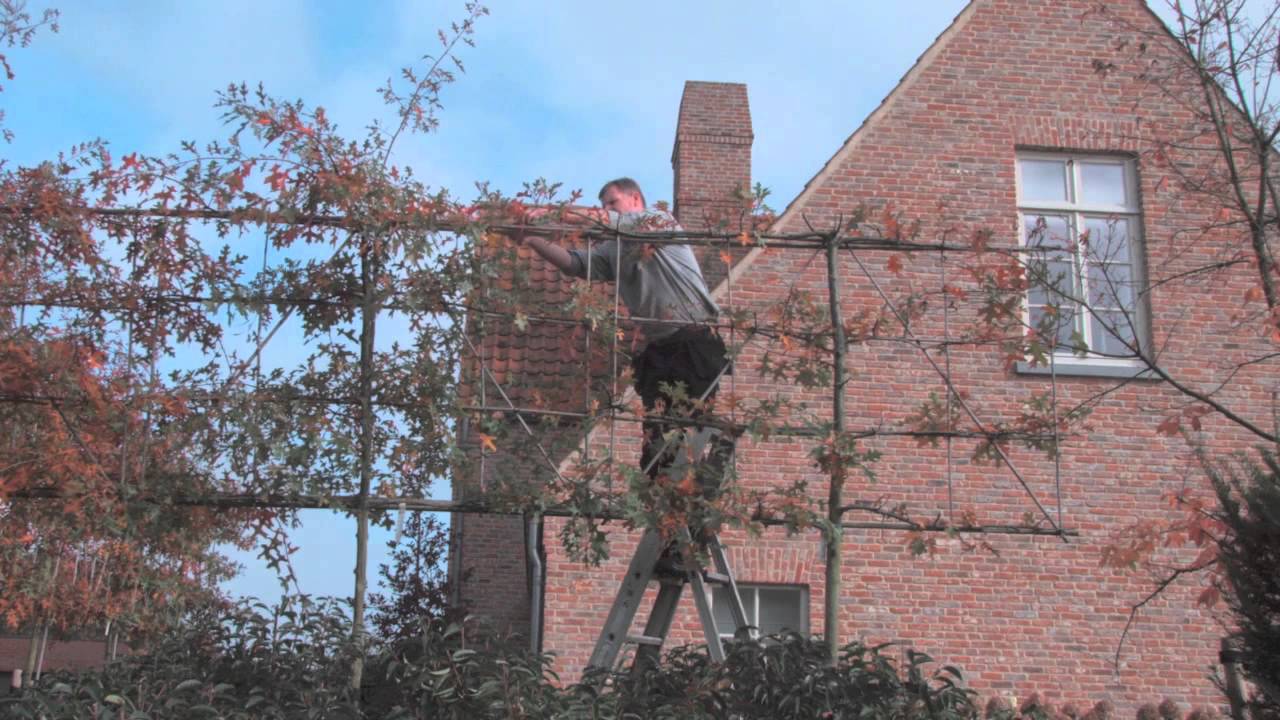 Leibomen Moeraseik Snoeien