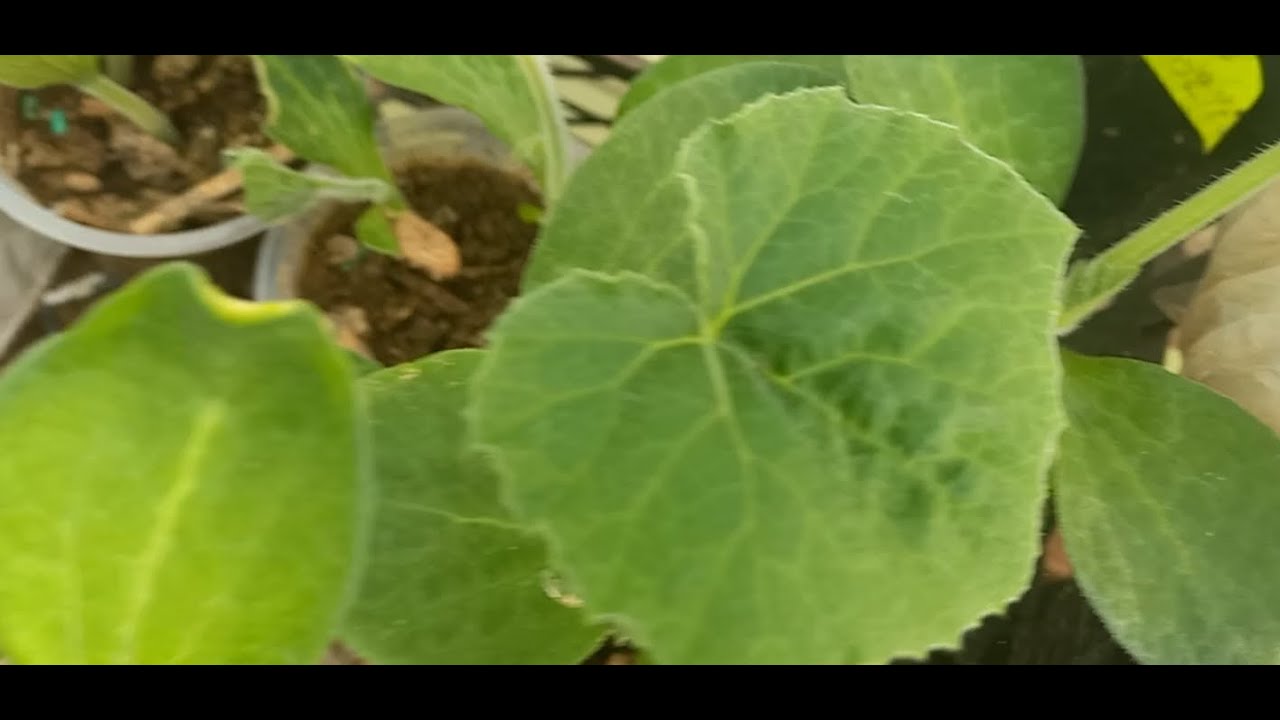 زراعة اليقطين من البذرة الى النبتة ثم نقل الشتلة / Cultiver des citrouilles
