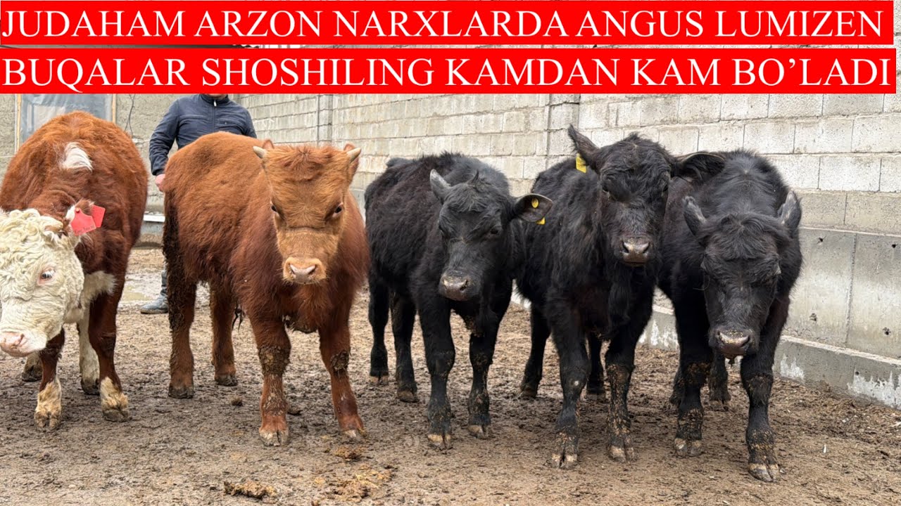 LUMUZEN ANGUS BUQALARNI ARZON JOYI 🏃🏃