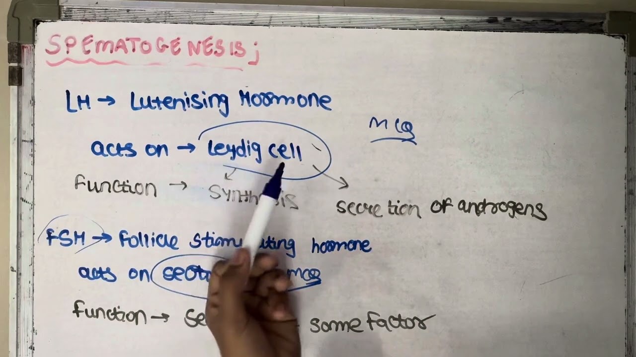 class 12 human reproduction spermatogenesis spermiogensis  and spermiation