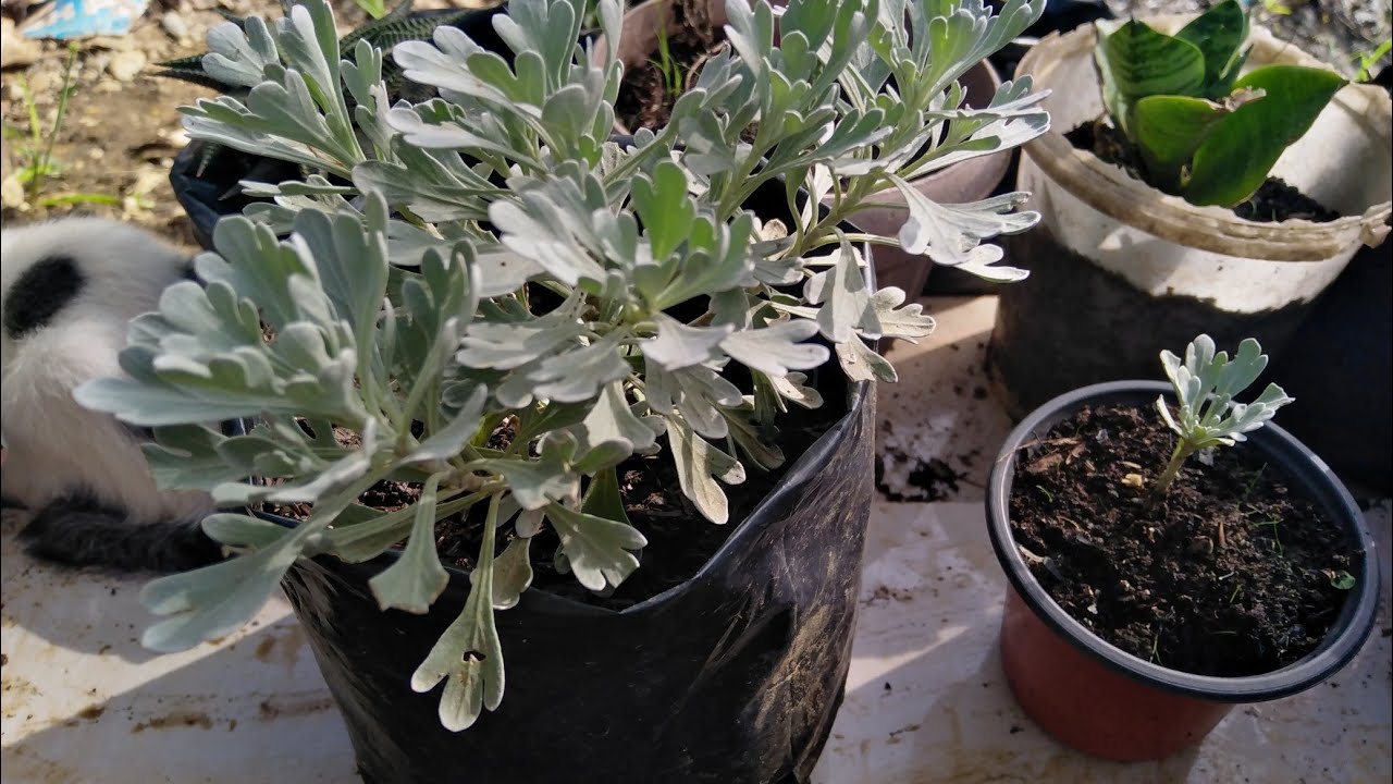 silver artesimia plant propagation tutorial