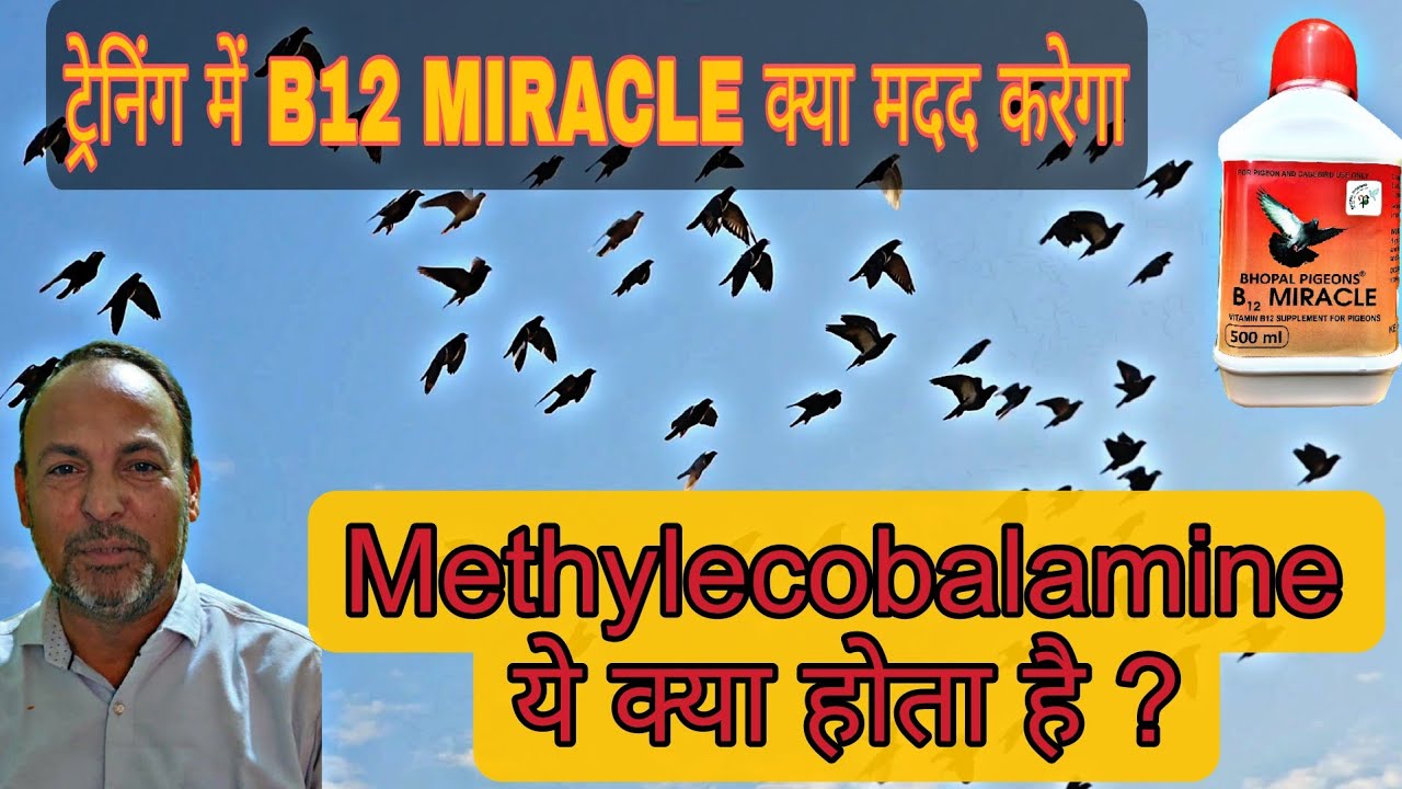 Why METHYLECOBALAMINE is Required essentially In Pigeon Sports