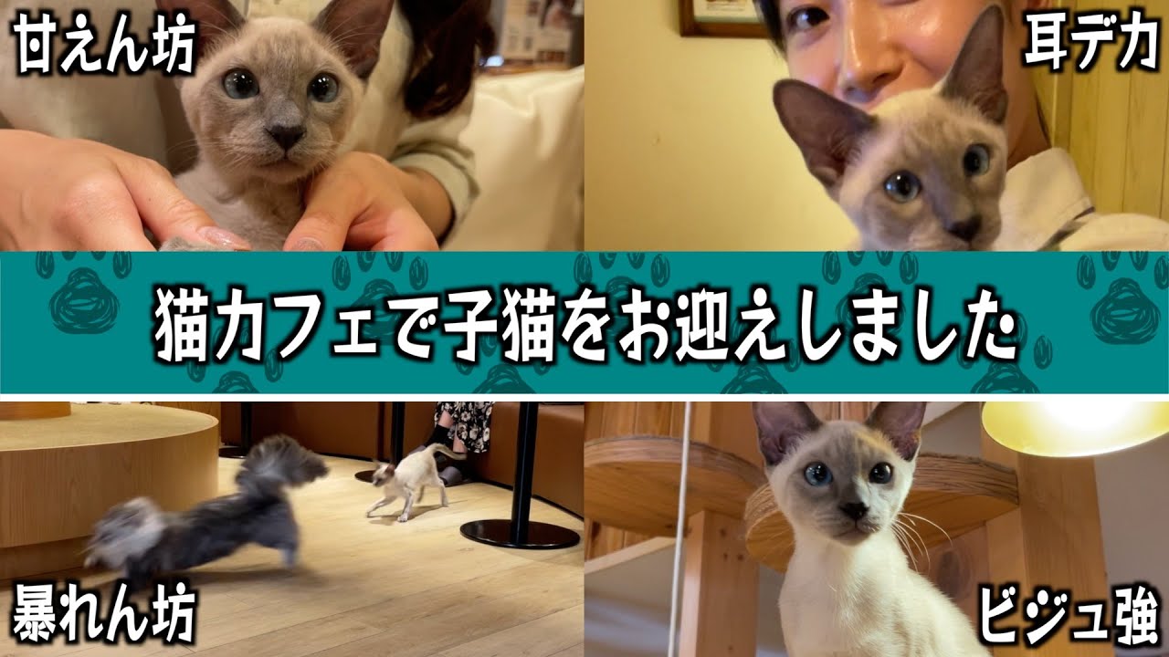 生後約4ヶ月の子猫をお迎えしたら癒やされた