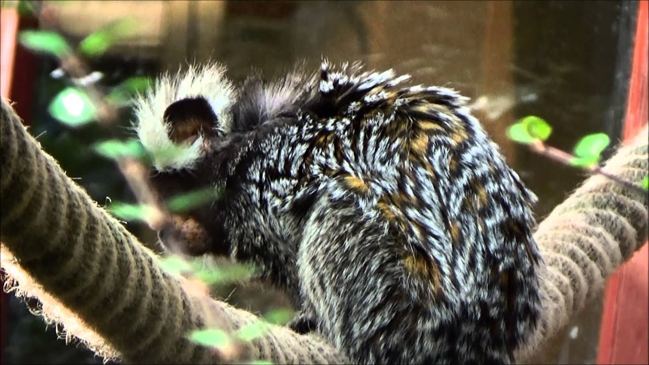 Callithrix jacchus (Linnaeus, 1758) -HD- Common Marmoset - Ménagerie Paris - 11/2014