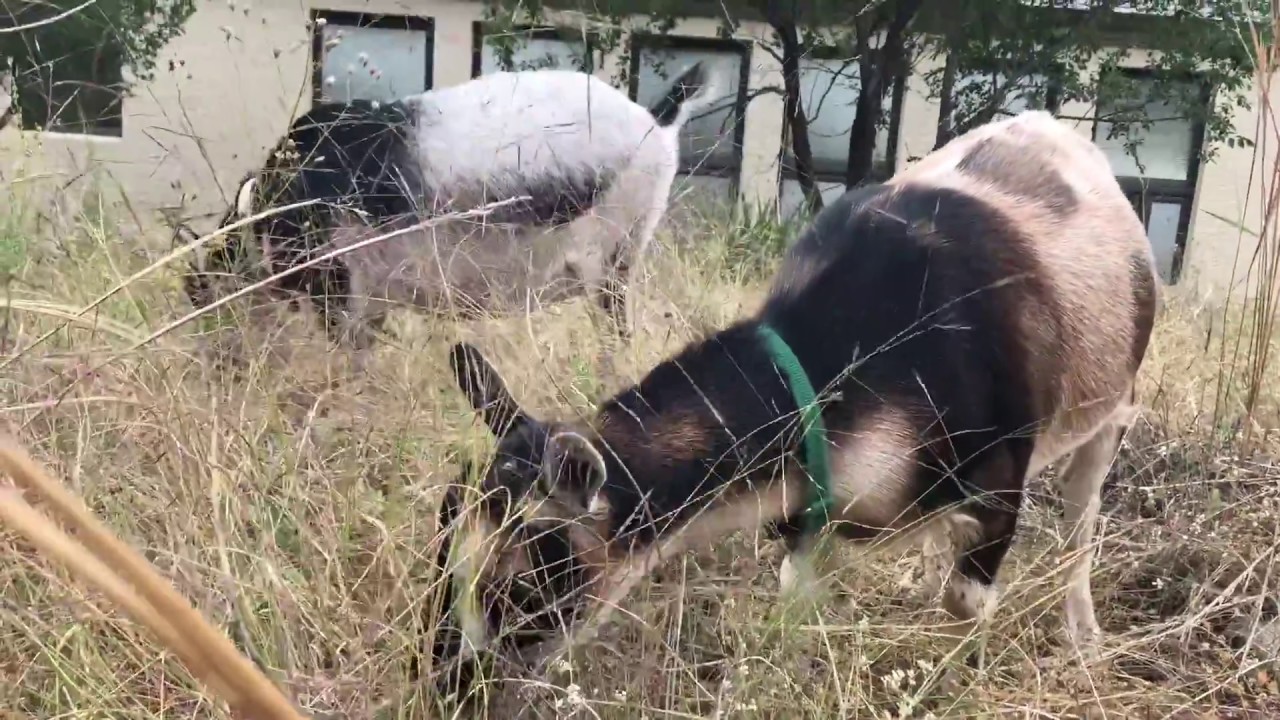 Goats assist with weed abatement - Prescott Mile High Middle School