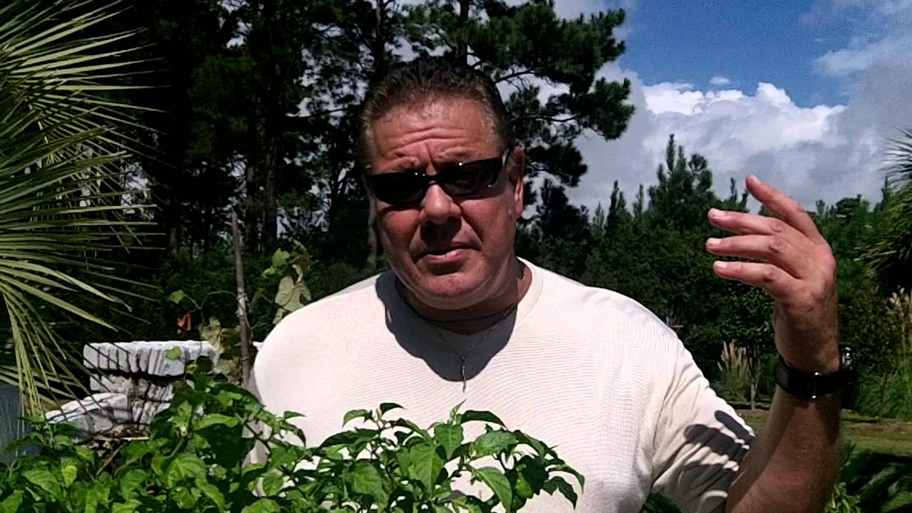 Overwintering Your Pepper Plants. Enjoy peppers all year long. Pruning your Hot Peppers. .mp4