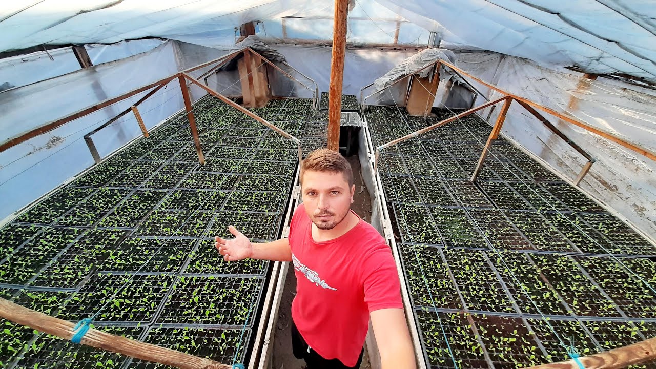 PREZENTARE RĂSADNIȚĂ !!