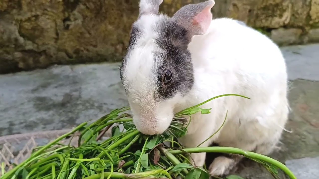 This Cute Rabbit Will Melt Your Heart 🐰❤️ | Tejo 🐇|