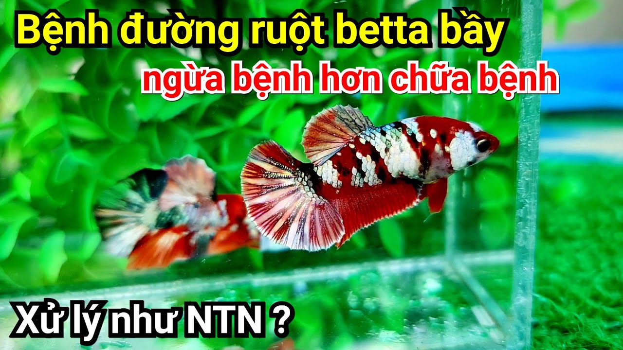 Bệnh đường ruột cá Betta Bầy, ngừa bệnh hơn trị bệnh, xử lý như như thế nào? THANH HẢI BETTA