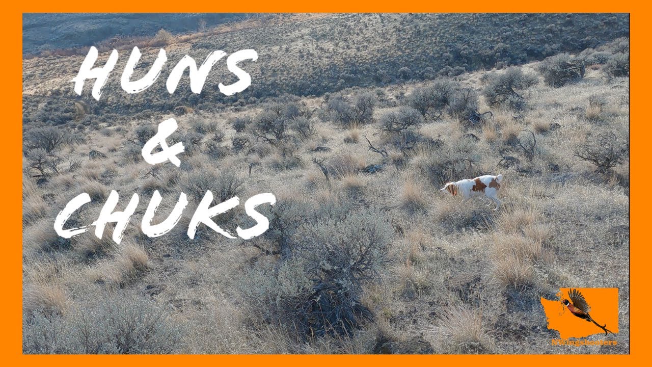 Hunting for Hungarian Partridge and Chukar in Eastern Washington - Huns & Chuks