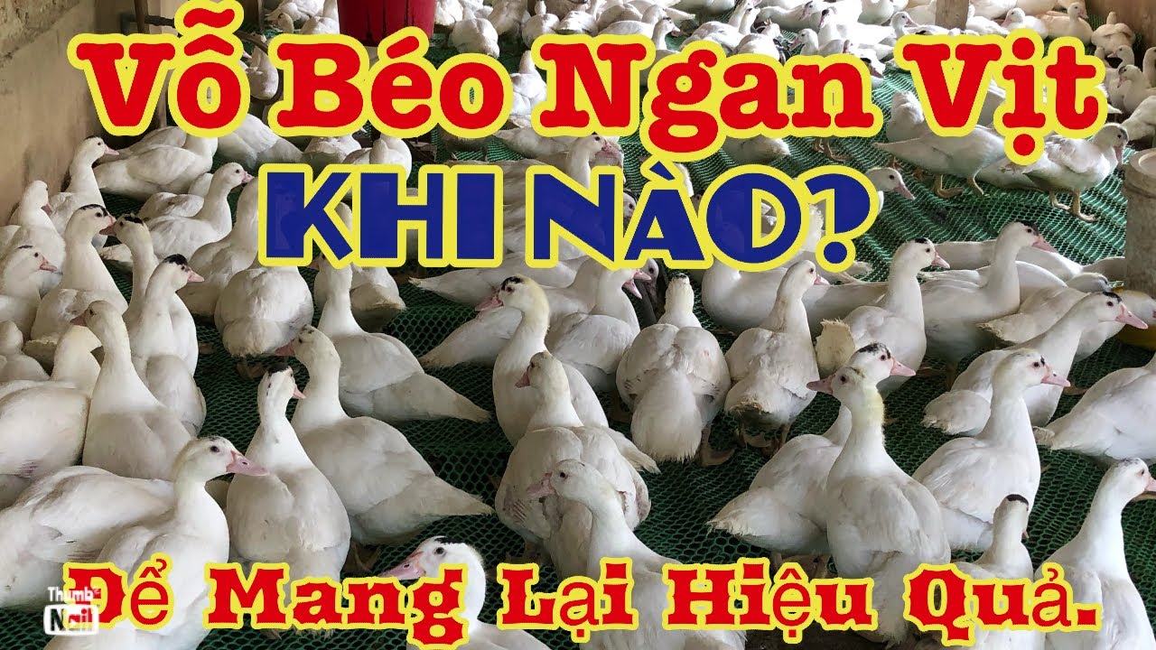 Vỗ béo cho ngan vịt vào thời điểm nào, để mang lại hiệu quả.