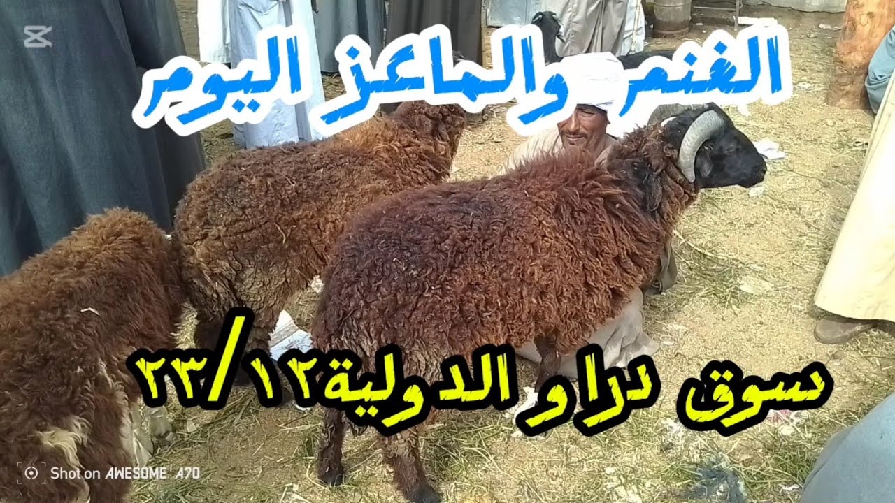 اسعاىالغنم والماعز داخل سوق دراو ٢٤ ديسمبر ٢٠٢٥