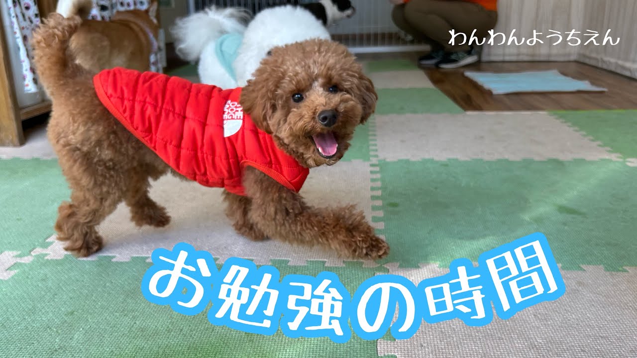 【犬の幼稚園】ワンちゃんってこんなこともできるの？？